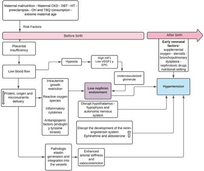 Prematurity and Low Birth Weight in Neonates as a Risk Factor for Obesity, Hypertension, and Chronic Kidney Disease in Pediatric and Adult Age